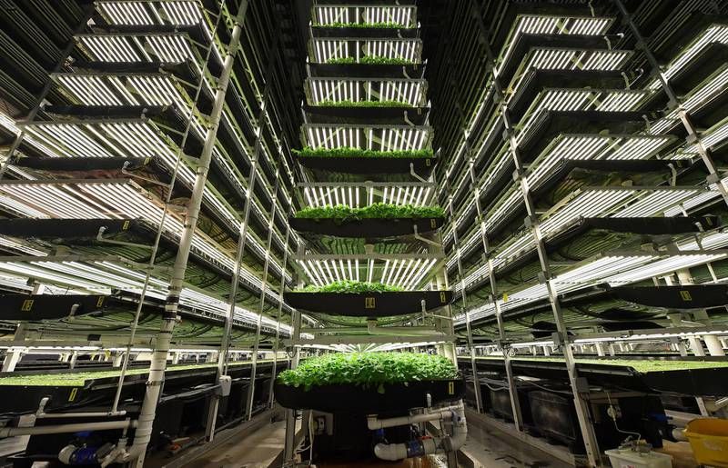 greenhouse