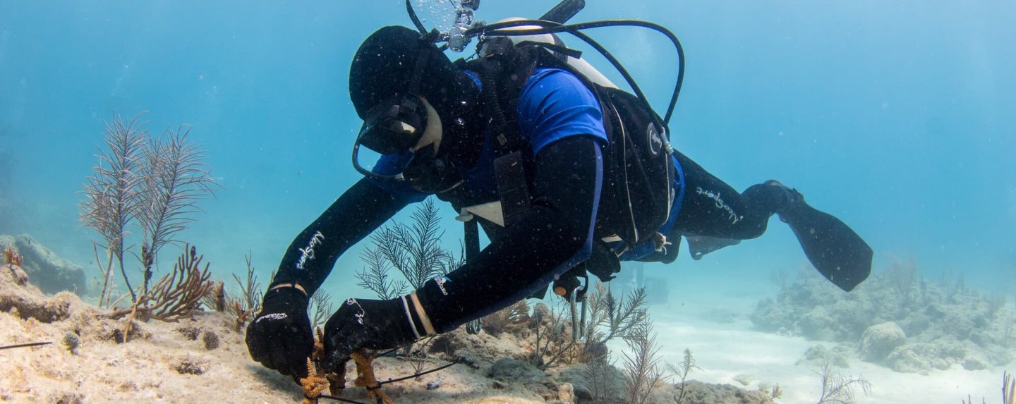 mote scientist outplants staghorn coral   credit conor goulding mote marine laboratory1