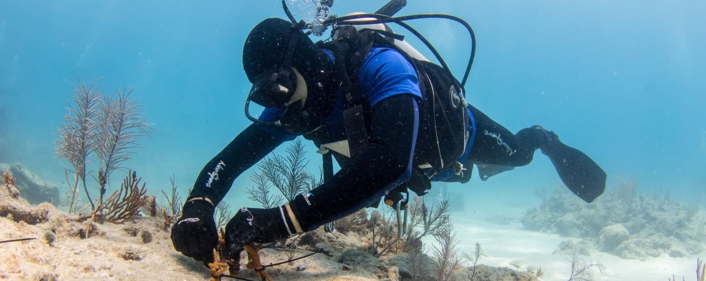 mote scientist outplants staghorn coral credit conor goulding mote marine laboratory1
