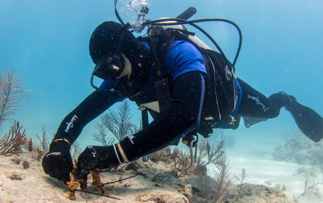 mote scientist outplants staghorn coral   credit conor goulding mote marine laboratory1