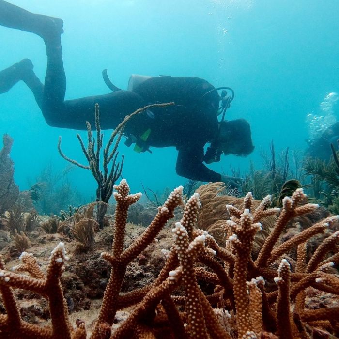 coral restoration