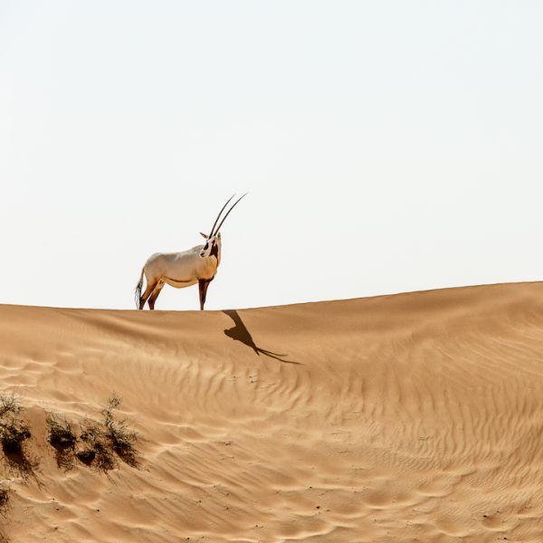 Gazelle in a desert