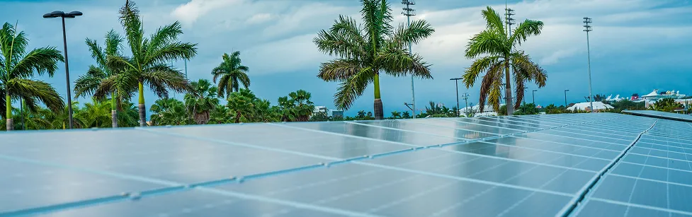 palm trees and solar panels